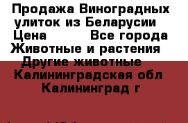 Продажа Виноградных улиток из Беларусии › Цена ­ 250 - Все города Животные и растения » Другие животные   . Калининградская обл.,Калининград г.